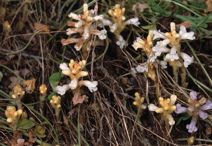 Orobanche nana subsp. melitensis
