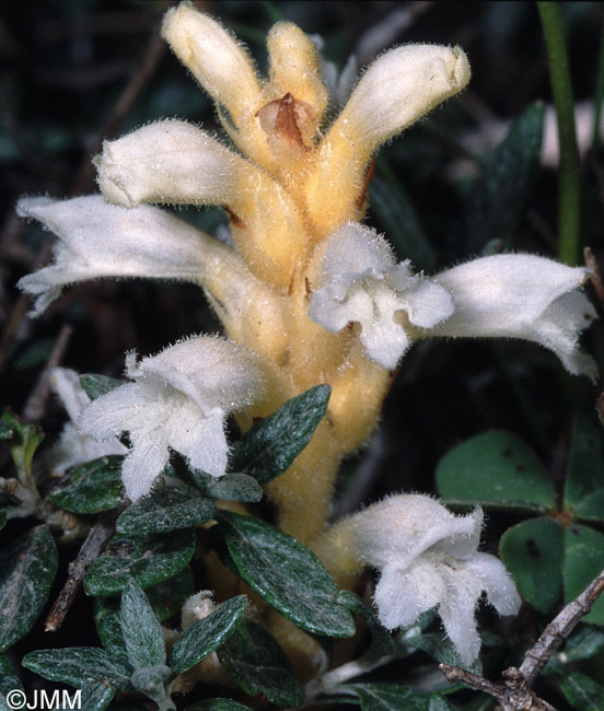 Orobanche nana subsp. melitensis