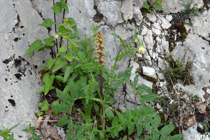 Orobanche reticulata var. pallidiflora = Orobanche pallidiflora