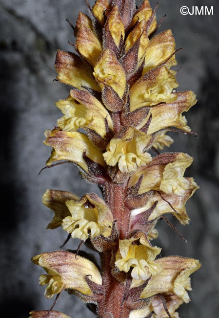 Orobanche reticulata var. pallidiflora = Orobanche pallidiflora