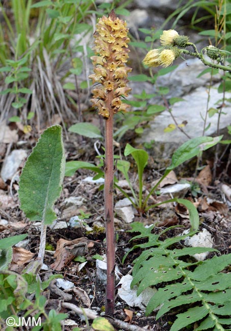 Orobanche reticulata var. pallidiflora = Orobanche pallidiflora