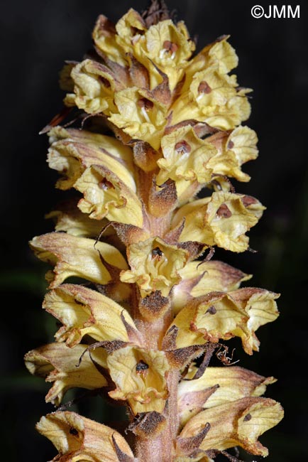 Orobanche reticulata var. pallidiflora = Orobanche pallidiflora