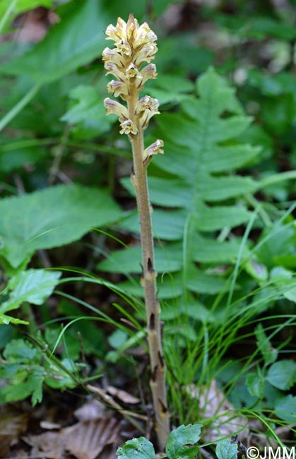 Orobanche reticulata var. pallidiflora = Orobanche pallidiflora