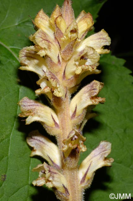 Orobanche reticulata var. pallidiflora = Orobanche pallidiflora