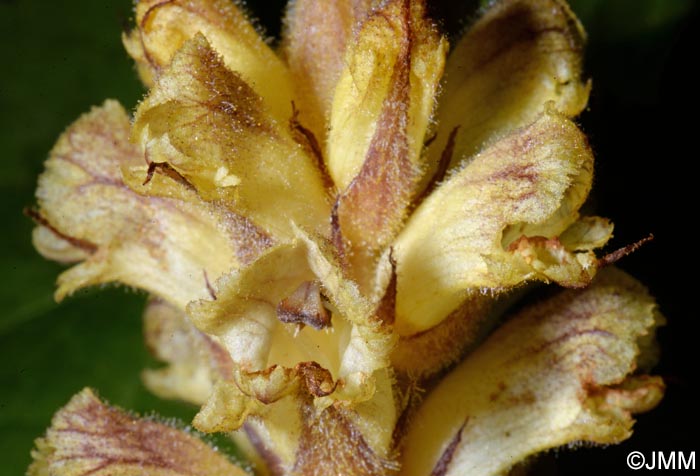 Orobanche reticulata var. pallidiflora = Orobanche pallidiflora