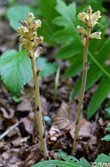 Orobanche reticulata var. pallidiflora = Orobanche pallidiflora