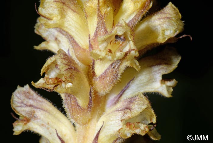 Orobanche reticulata var. pallidiflora = Orobanche pallidiflora