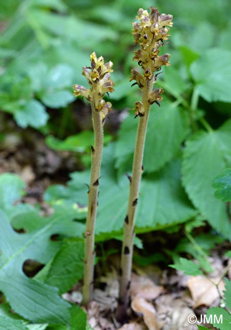 Orobanche reticulata var. pallidiflora = Orobanche pallidiflora