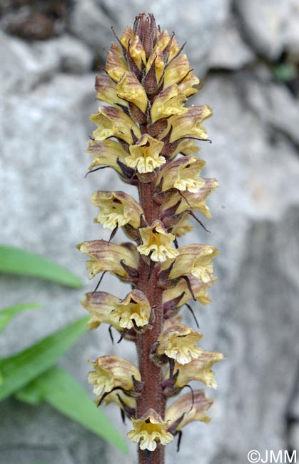 Orobanche reticulata var. pallidiflora = Orobanche pallidiflora