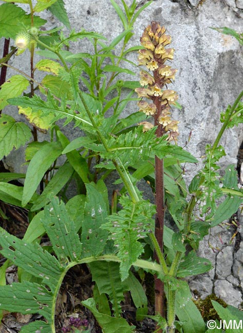 Orobanche reticulata var. pallidiflora = Orobanche pallidiflora