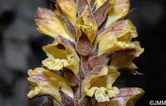 Orobanche reticulata var. pallidiflora = Orobanche pallidiflora