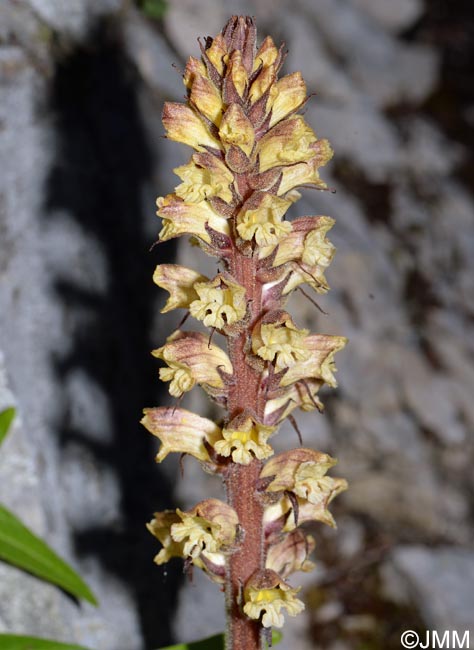 Orobanche reticulata var. pallidiflora = Orobanche pallidiflora