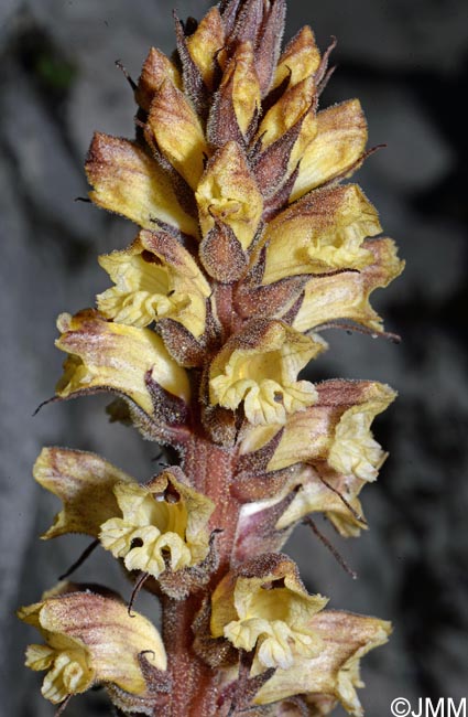 Orobanche reticulata var. pallidiflora = Orobanche pallidiflora