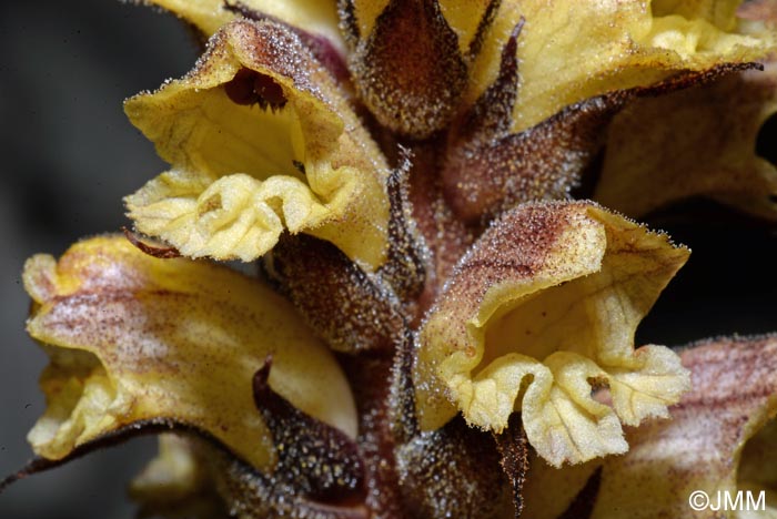 Orobanche reticulata var. pallidiflora = Orobanche pallidiflora