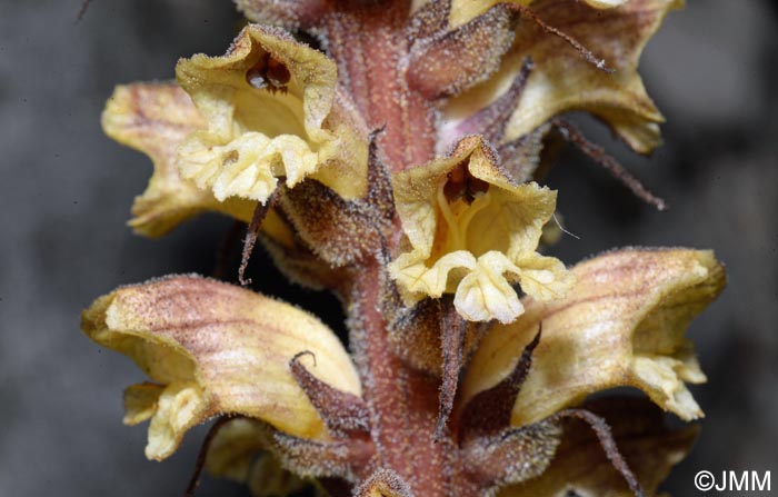 Orobanche reticulata var. pallidiflora = Orobanche pallidiflora