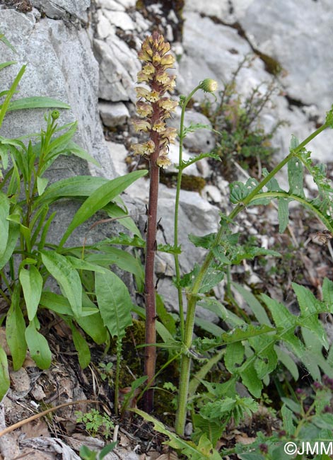 Orobanche reticulata var. pallidiflora = Orobanche pallidiflora