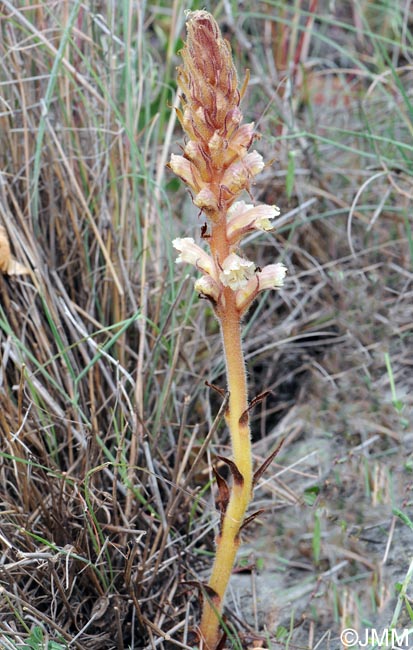 Orobanche picridis