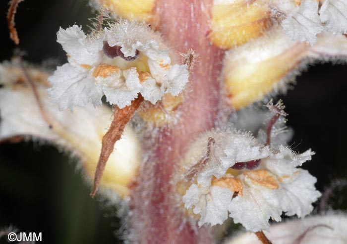 Orobanche picridis