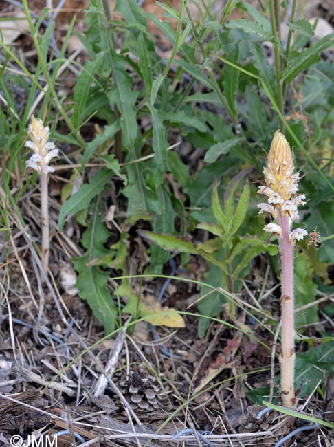 Orobanche picridis