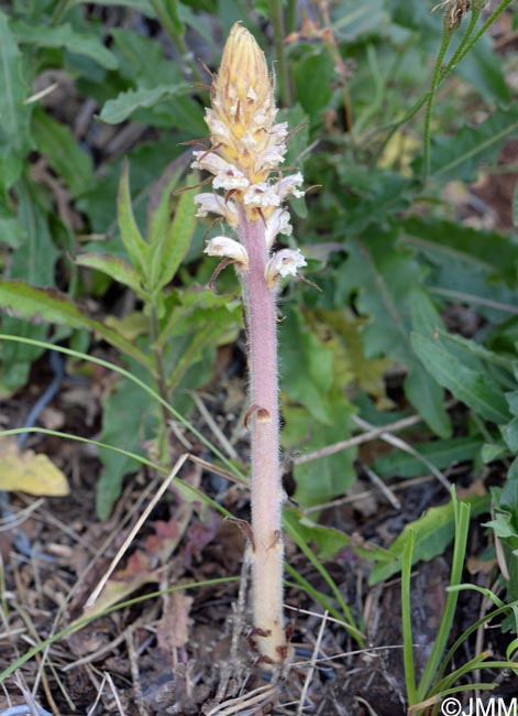 Orobanche picridis