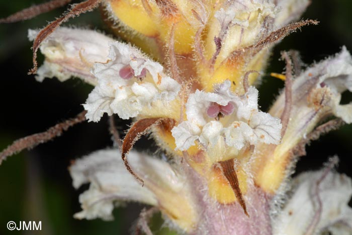 Orobanche picridis