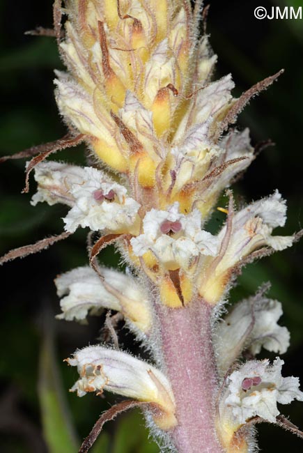 Orobanche picridis