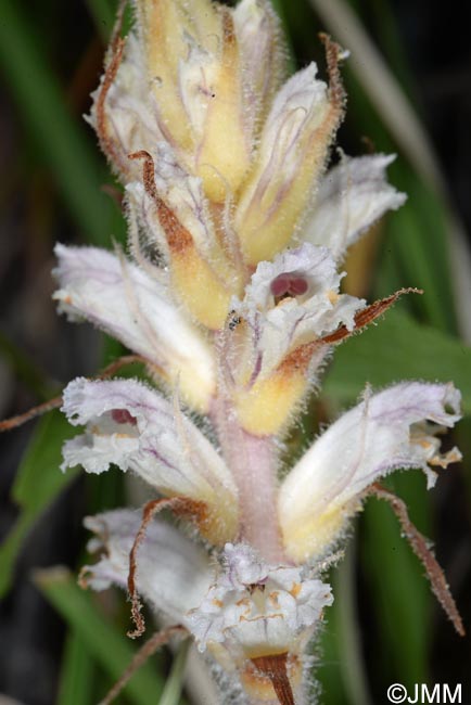 Orobanche picridis