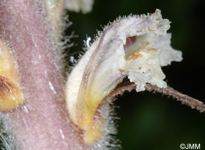 Orobanche picridis