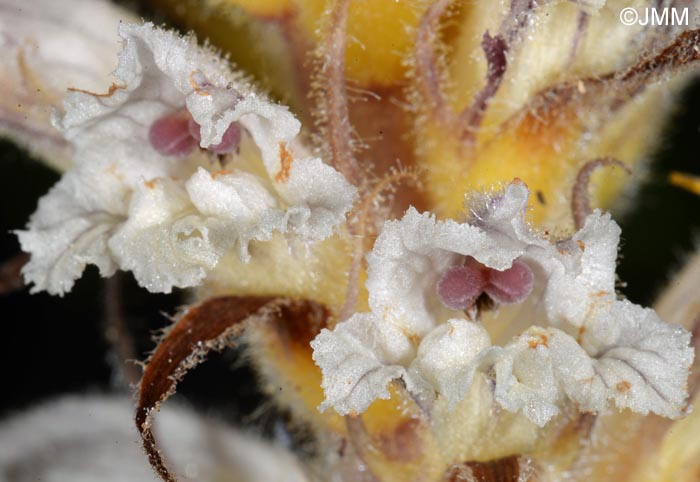 Orobanche picridis