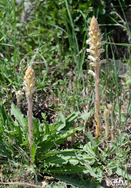 Orobanche picridis