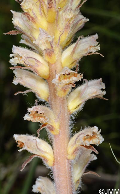 Orobanche picridis