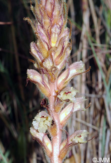 Orobanche picridis