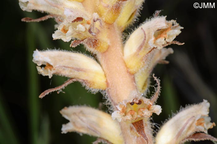 Orobanche picridis