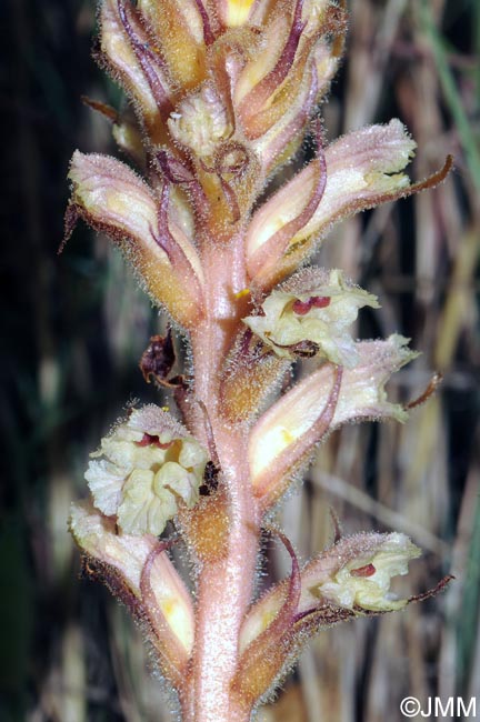 Orobanche picridis