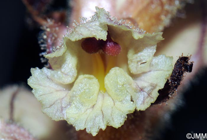 Orobanche picridis