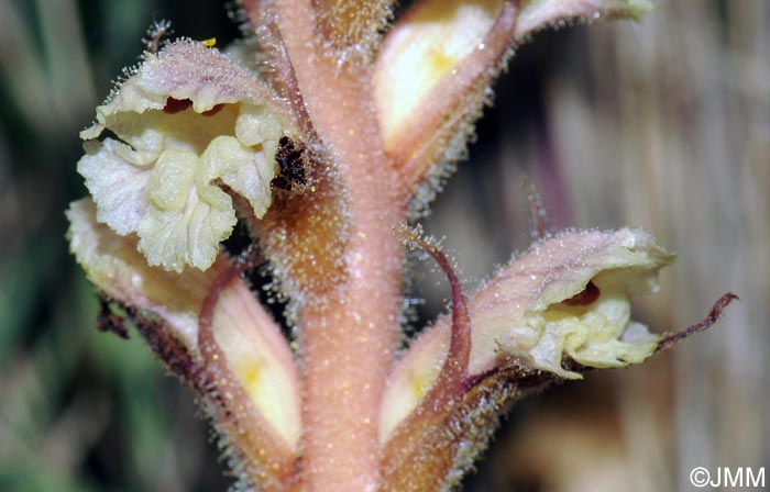 Orobanche picridis