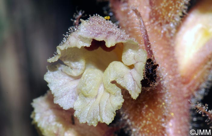 Orobanche picridis