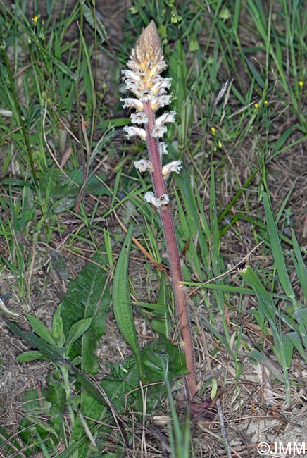 Orobanche picridis