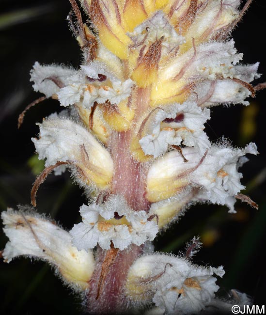 Orobanche picridis