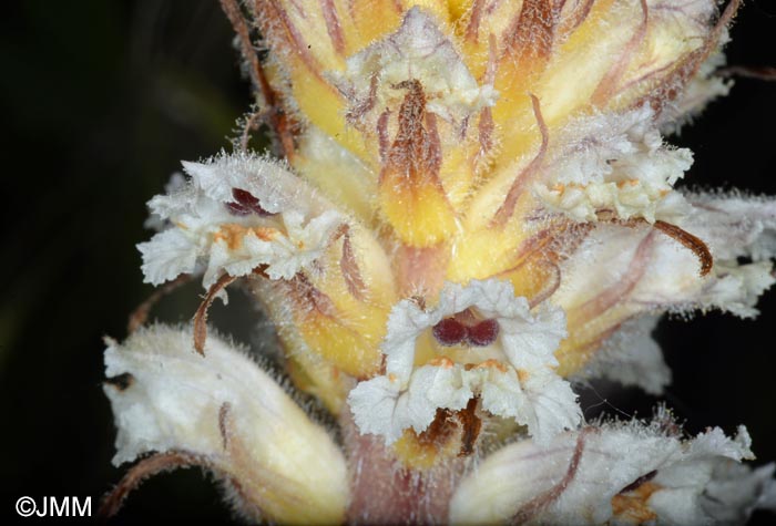 Orobanche picridis