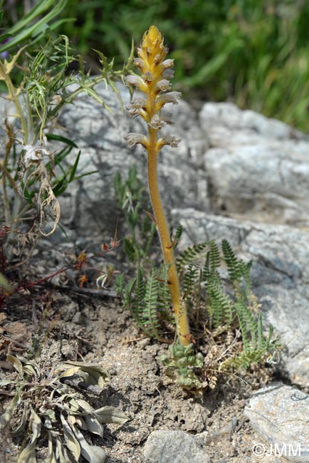 Orobanche pubescens = Orobanche versicolor