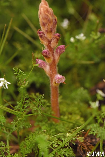 Orobanche pubescens = Orobanche versicolor