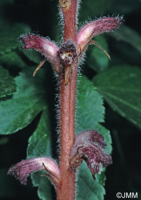 Orobanche pubescens = Orobanche versicolor