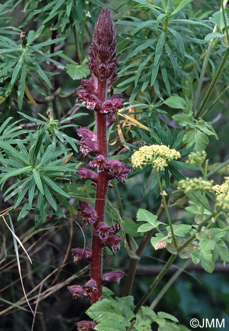 Orobanche pubescens = Orobanche versicolor