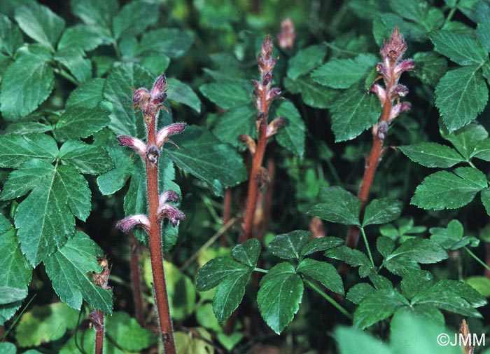 Orobanche pubescens = Orobanche versicolor