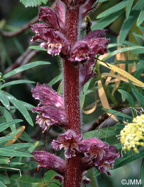 Orobanche pubescens = Orobanche versicolor
