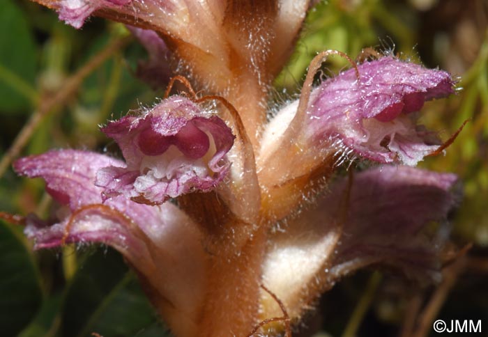 Orobanche pubescens = Orobanche versicolor