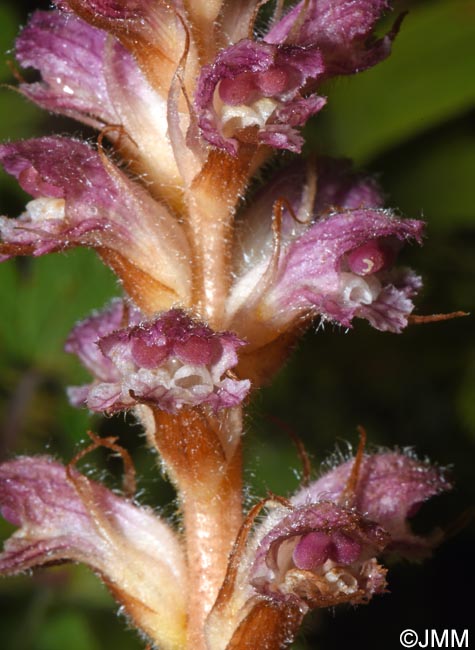 Orobanche pubescens = Orobanche versicolor