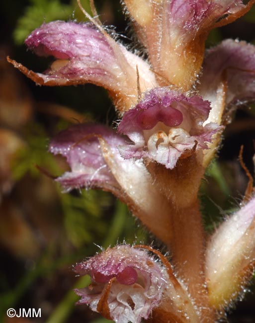 Orobanche pubescens = Orobanche versicolor