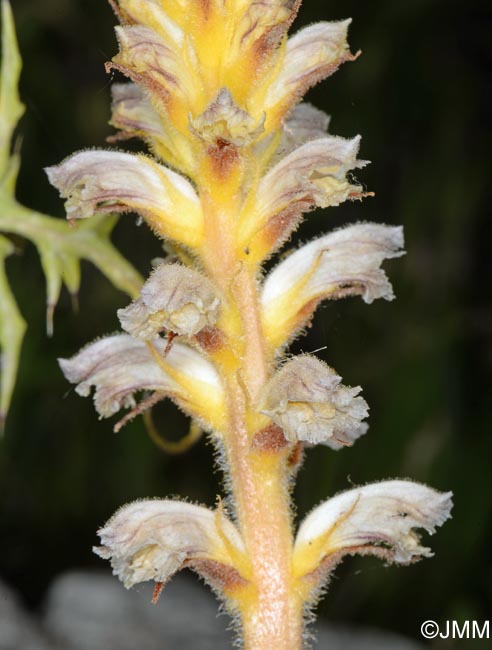 Orobanche pubescens = Orobanche versicolor